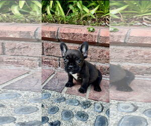 French Bulldog-Unknown Mix Dogs for adoption in Lake Elsinore, CA, USA