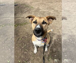 German Shepherd Dog-Unknown Mix Dogs for adoption in San Diego, CA, USA