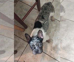 French Bulldog Dogs for adoption in Dumont, NJ, USA
