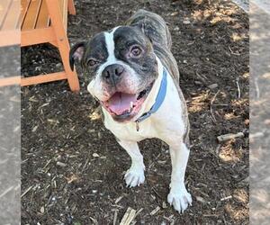 Boxer Dogs for adoption in Denver, CO, USA