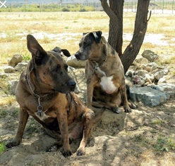 Labrador Retriever Dogs for adoption in Rancho Santa Margarita, CA, USA