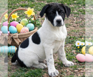 Borador Dogs for adoption in Yardley, PA, USA