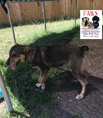German Shepherd Dog Dogs for adoption in Killeen, TX, USA