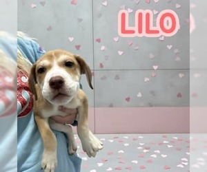 Medium Photo #1 Mutt Puppy For Sale in Westwood, NJ, USA