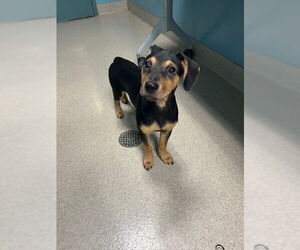 English Foxhound Dogs for adoption in Newton, NC, USA