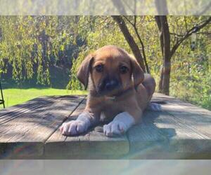 Bogle Dogs for adoption in Find us on Facebook- MARS of Illinois, Murphysboro, IL, USA