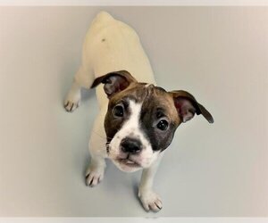 American Bulldog-Unknown Mix Dogs for adoption in Tulsa, OK, USA