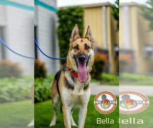 German Shepherd Dog Dogs for adoption in Oceanside, CA, USA