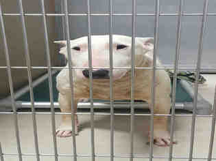 Bull Terrier Dogs for adoption in Bakersfield, CA, USA