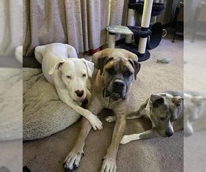 Dogo Argentino Dogs for adoption in Uwchlan, PA, USA