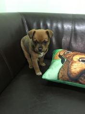 Medium Photo #1 Jack Chi Puppy For Sale in Sonora, CA, USA