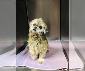 Shih Tzu Dogs for adoption in Benton, LA, USA