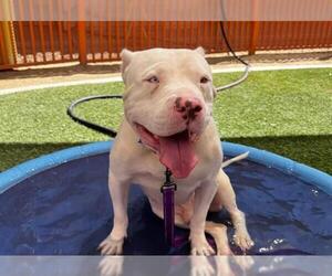 American Pit Bull Terrier-Unknown Mix Dogs for adoption in Las Vegas, NV, USA
