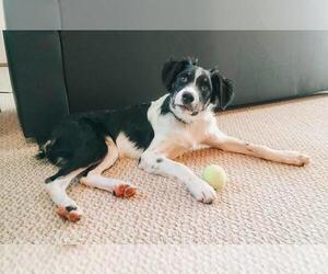 Border-Aussie Dogs for adoption in Princeton, MN, USA