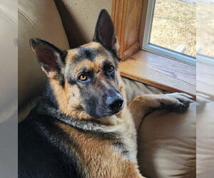 German Shepherd Dog Dogs for adoption in Fargo, ND, USA