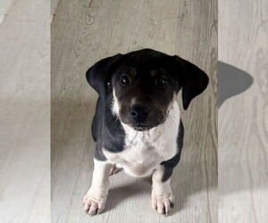 Labrador Retriever-Unknown Mix Dogs for adoption in Bolivar, MO, USA