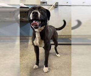 Mutt Dogs for adoption in Camarillo, CA, USA