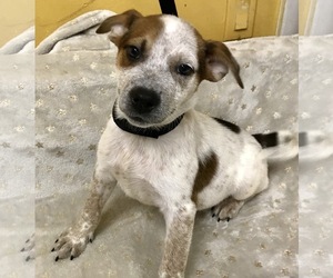 Mutt Dogs for adoption in Fort Pierce, FL, USA