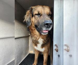 Shepweiller Dogs for adoption in San Antonio, TX, USA