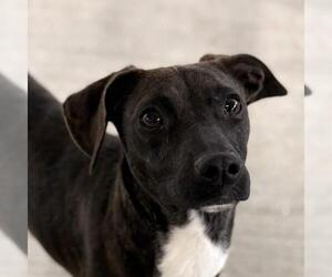 Chihuahua-Unknown Mix Dogs for adoption in Yardley, PA, USA