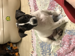 Basston Dogs for adoption in Fenton, MO, USA