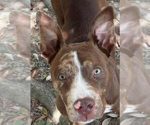 American Pit Bull Terrier-Unknown Mix Dogs for adoption in Texas City, TX, USA