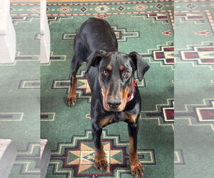 Doberman Pinscher Dogs for adoption in Minneaoplis, MN, USA