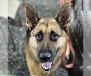 German Shepherd Dog Dogs for adoption in Opelika, AL, USA
