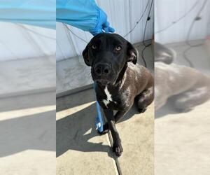 American Pit Bull Terrier-Unknown Mix Dogs for adoption in Bakersfield, CA, USA