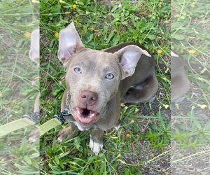 Mutt Dogs for adoption in Mount Laurel, NJ, USA