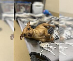 Chihuahua Dogs for adoption in Chula Vista, CA, USA