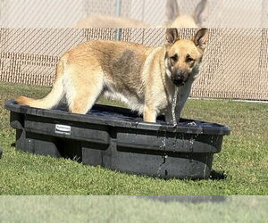 German Shepherd Dog Dogs for adoption in Corpus Christi, TX, USA