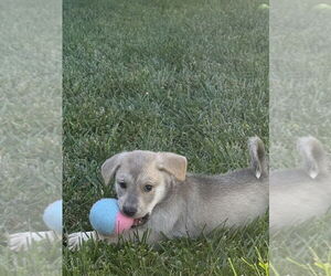 Huskimo Dogs for adoption in Banning, CA, USA