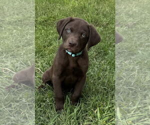 Labrador Retriever-Unknown Mix Dogs for adoption in Euless, TX, USA