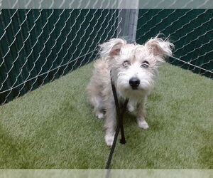 Mutt Dogs for adoption in Downey, CA, USA
