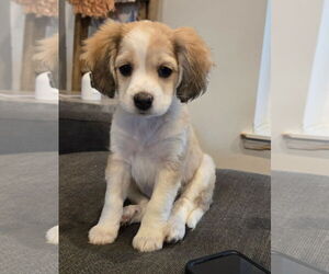 Cocker Spaniel-Unknown Mix Dogs for adoption in Fort Wayne, IN, USA