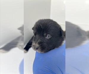 Medium Photo #1 Shepradors Puppy For Sale in Houston, TX, USA