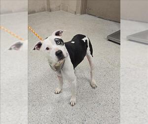 Mutt Dogs for adoption in Conroe, TX, USA