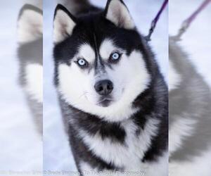 Siberian Husky Dogs for adoption in Anchorage, AK, USA