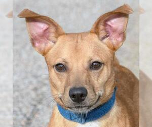 Dorgi Dogs for adoption in Huntley, IL, USA