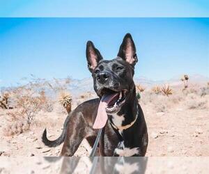 German Shepherd Dog-Unknown Mix Dogs for adoption in Las Vegas, NV, USA