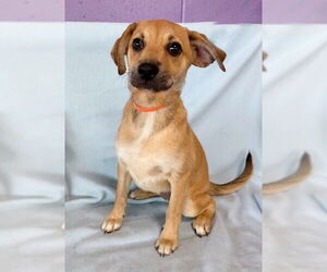 Mutt Dogs for adoption in Genesee, WI, USA