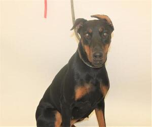 Doberman Pinscher Dogs for adoption in Corona, CA, USA