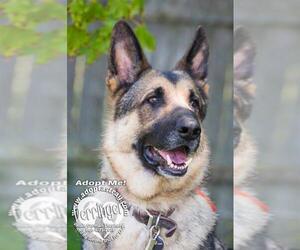 German Shepherd Dog Dogs for adoption in Newport, KY, USA