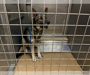 German Shepherd Dog-Unknown Mix Dogs for adoption in Martinez, CA, USA