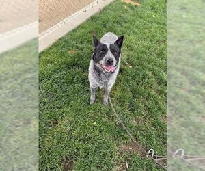 Australian Cattle Dog Dogs for adoption in Bakersfield, CA, USA