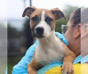American Staffordshire Terrier-Unknown Mix Dogs for adoption in San Antonio, TX, USA