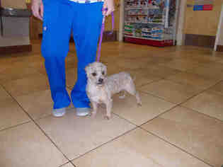 Medium Photo #1 Chiweenie Puppy For Sale in Gainesville, FL, USA
