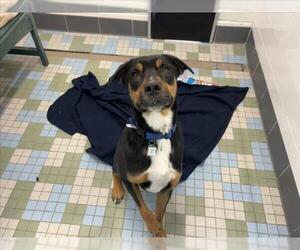 Rottweiler-Unknown Mix Dogs for adoption in Fort Collins, CO, USA
