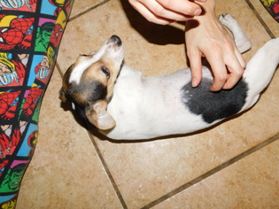 Rat Terrier Dogs for adoption in Cumming, GA, USA
